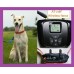 Shock Vibrate Beep Collar Wireless Electronic Fence for 2 Dogs | Waterproof Remote 2-Dog Shock Training Collars (AT-216F)